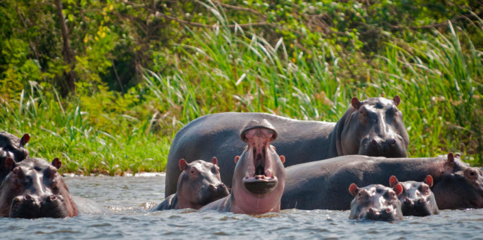 Hippos
