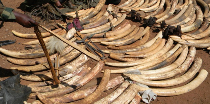 Ivory Sales