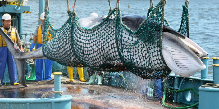Japan Whaling