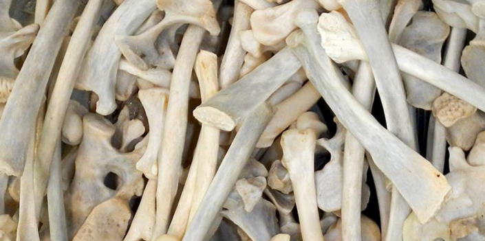 Lion Bones