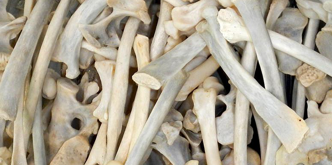 Kudos for Singapore Airlines. It won’t transport lion bones from South Africa 1