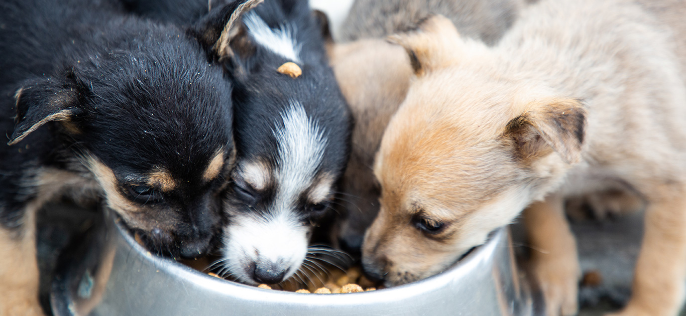 Victory for common sense as sterilization ban is overruled 1