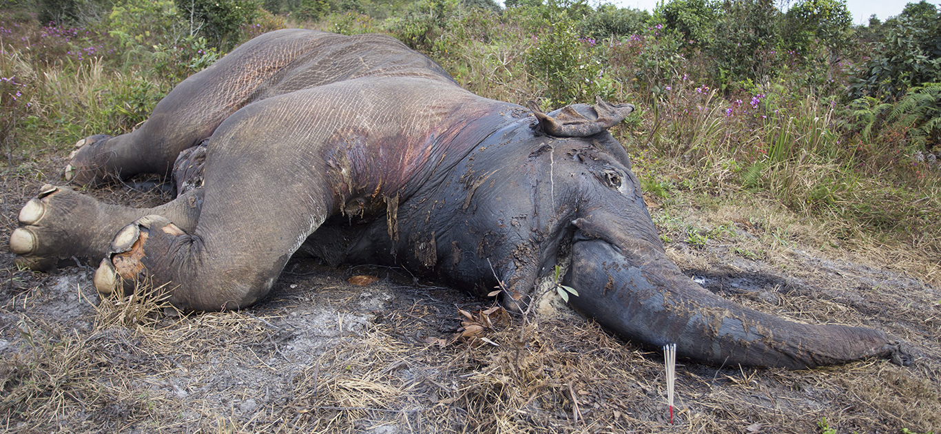Botswana elephants drop like flies in a mysterious mass die-off, yet government drags its heels 3