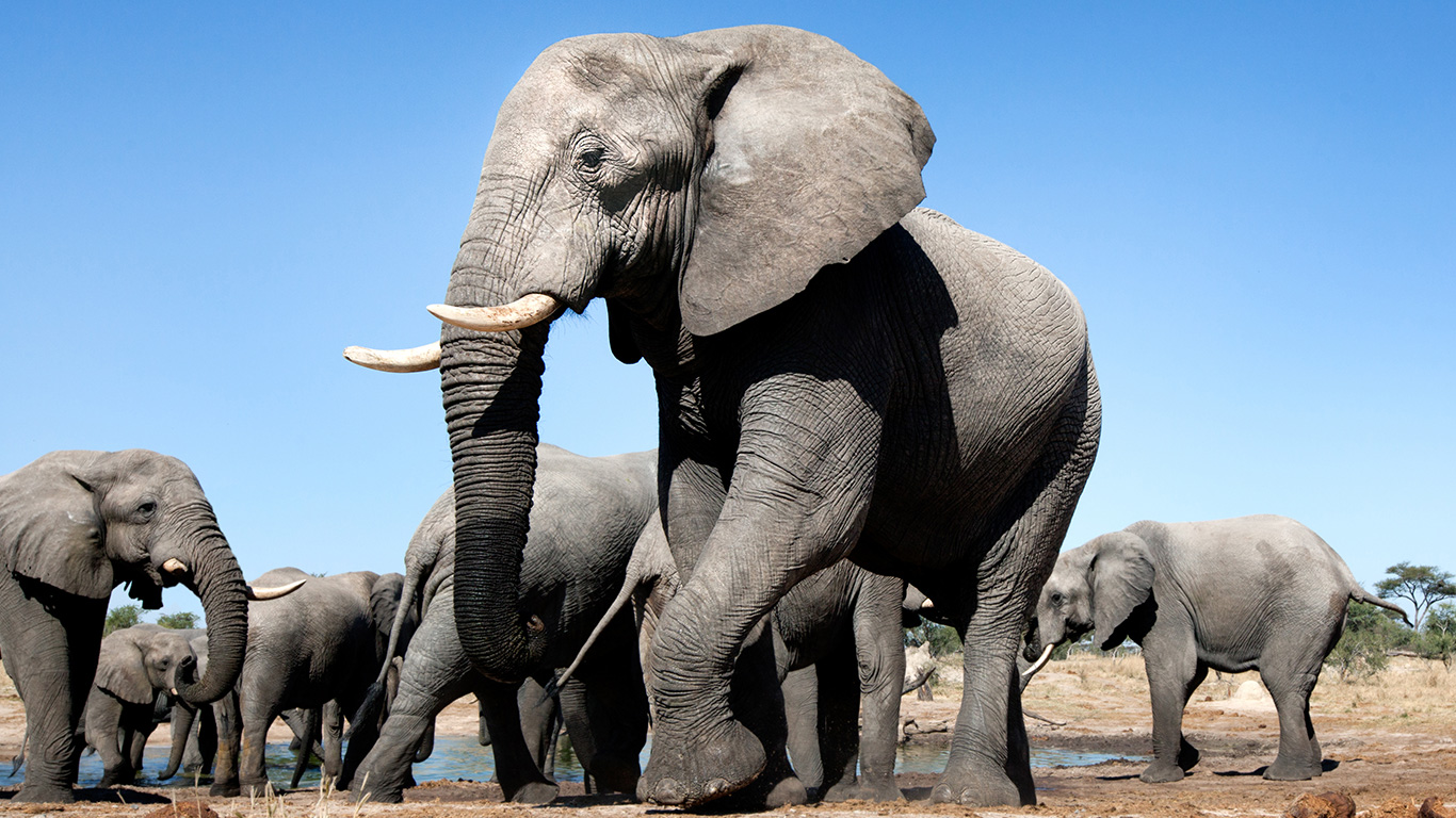 Botswana elephants drop like flies in a mysterious mass die-off, yet government drags its heels 1