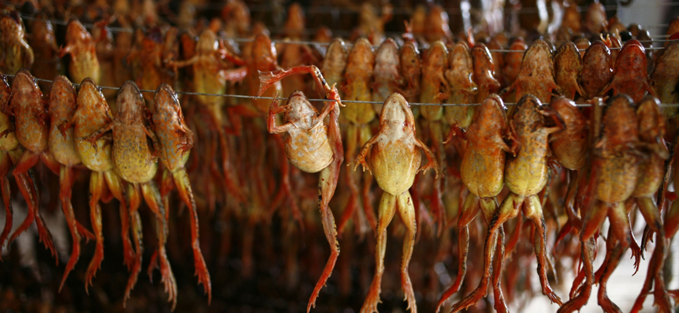 Cold-blooded cruelty sees frogs wiped out in the wild and tortured to death 3