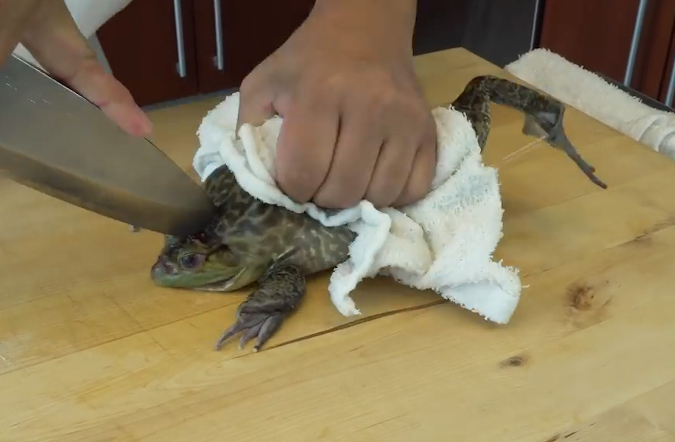 Millions, perhaps billions of rare and threatened frogs face torture and decimation! 1