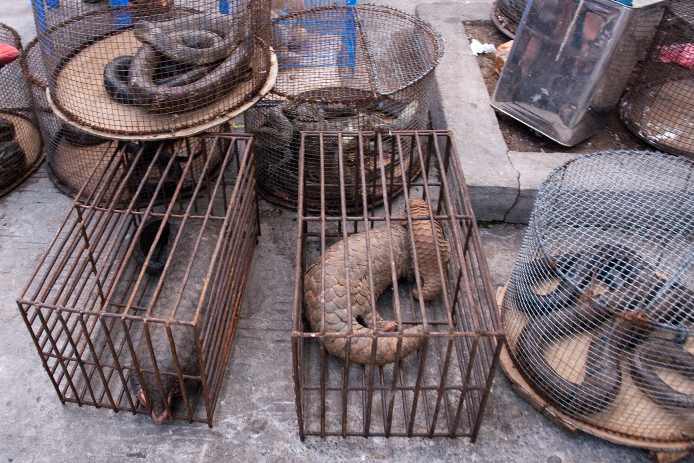 South African Wildlife Under Government Assault, Humans Under Threat 2