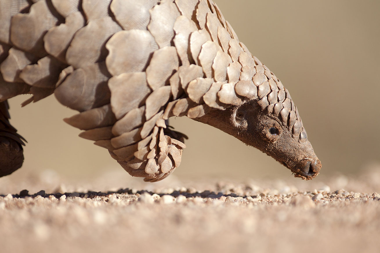 pangolin-header Coronavirus 3