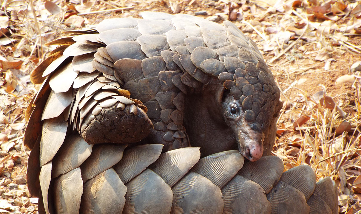 Pangolins 4