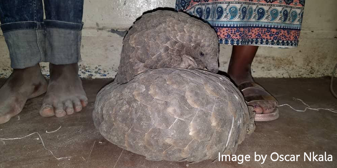 Two pangolins, 272 kg of elephant tusks seized from suspected poachers in Namibia 1