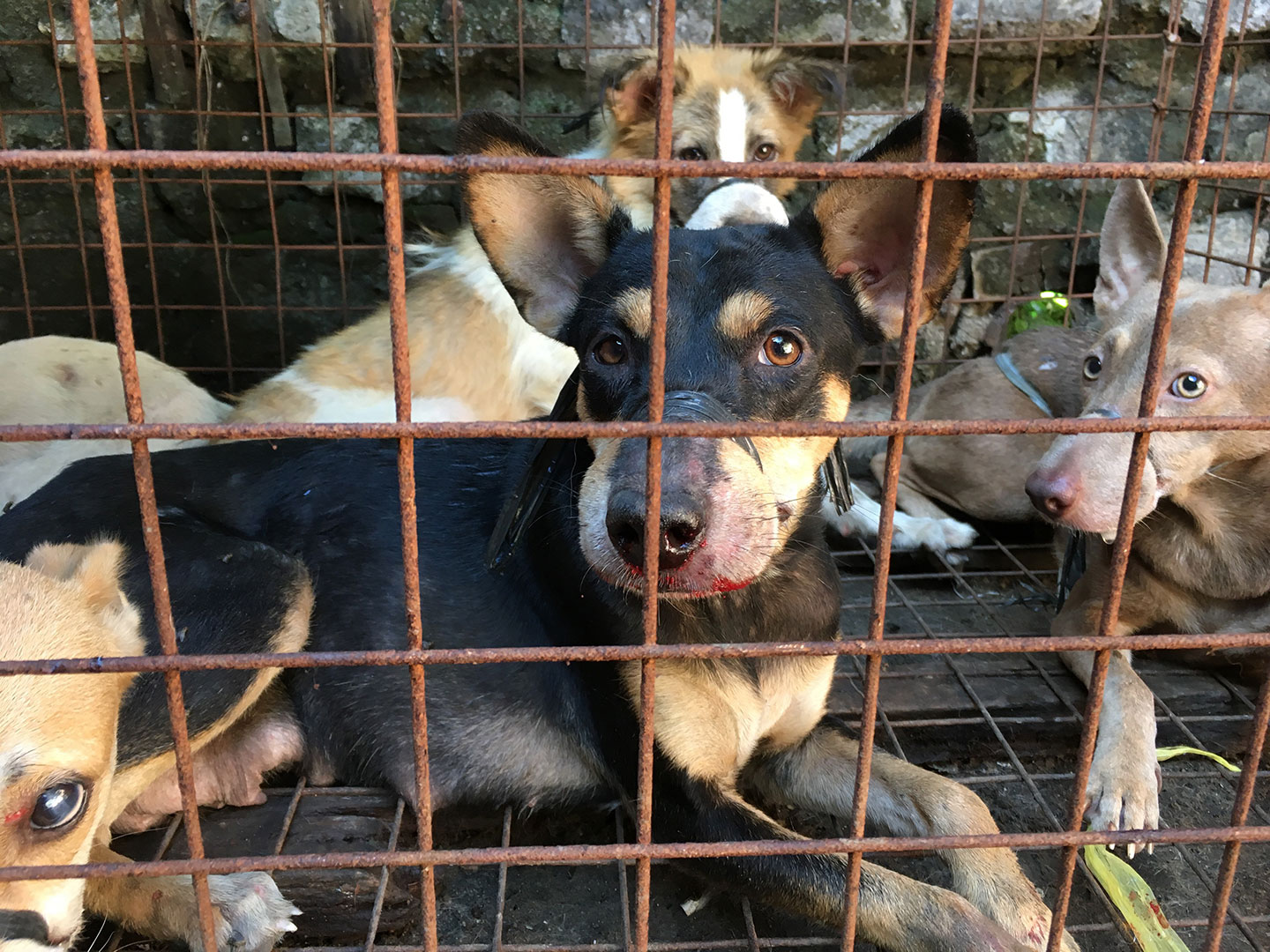 Philippines Court Cases 2