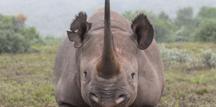 Rhino