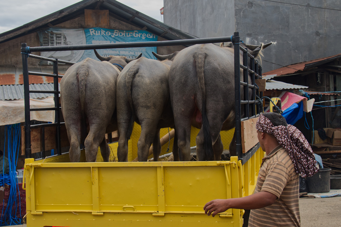 sameat-2 South African government plans to make it legal to use endangered species for human meat 1