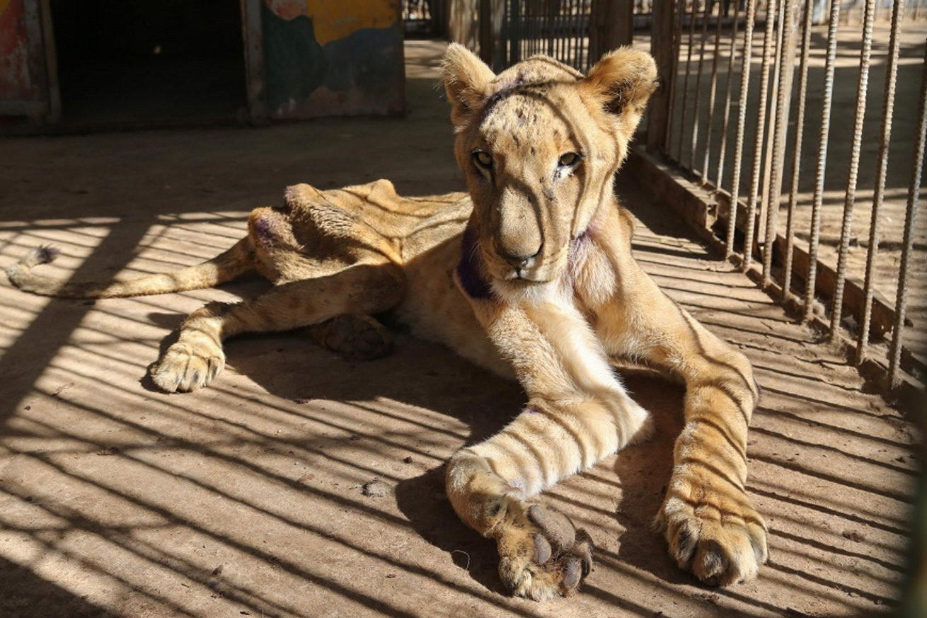 sameat-4 South African Wildlife Under Government Assault, Humans Under Threat 1