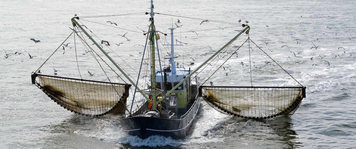 PAL calls on China to protect the bounty of our oceans or nations will flounder 3