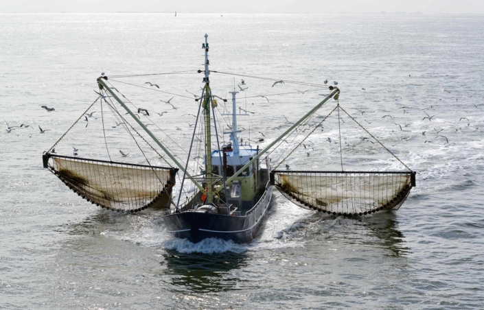 Justice is served in Philippines dog meat trade cases 2