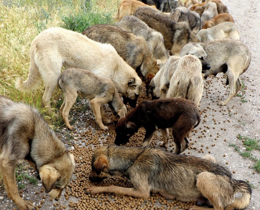Extermination of dogs in Turkey