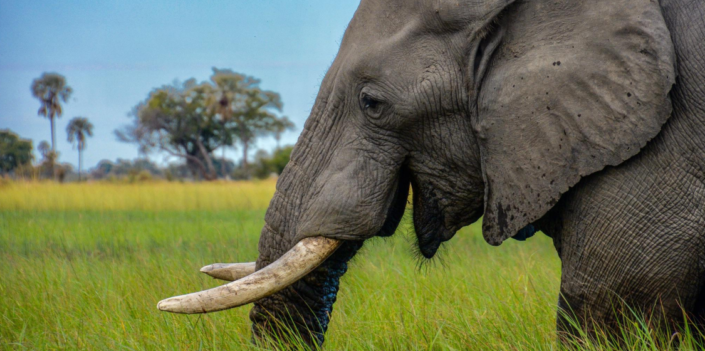 zim-cites-PAL Zimbabwe