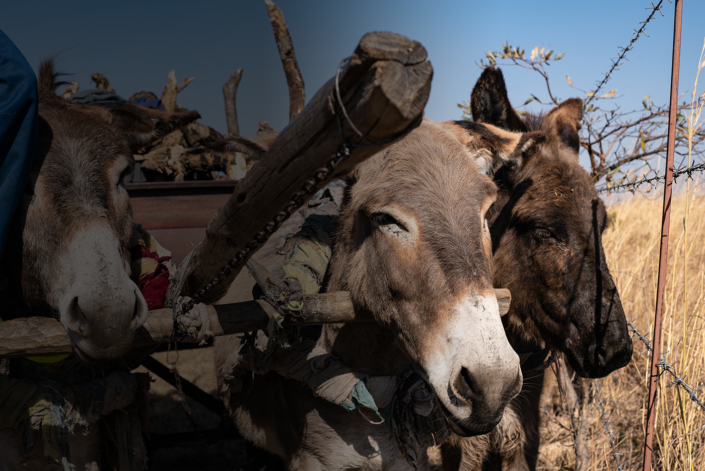 Easing the load for donkeys 1