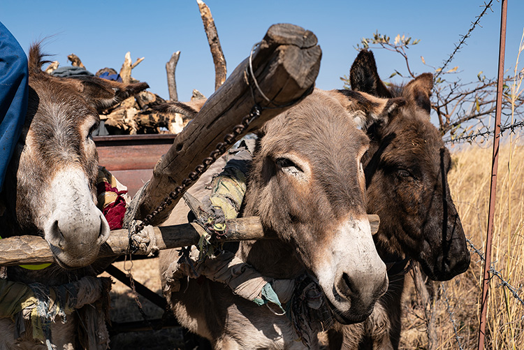zim-donkey-head-2-nofade Zimbabwe donkey shooting 4