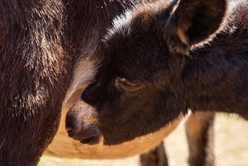 zim-donkey-insert-2www Zimbabwe donkey shooting 2