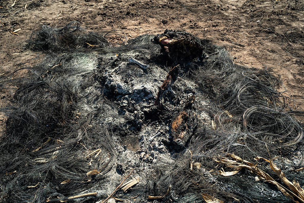 zim-donkey-insert-www Zimbabwe donkey shooting 1